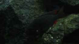aquarium-von-marcel--my-world-of-malawi_Copadichromis Borleyi Kadango Red Fin (eines von zwei Weibch