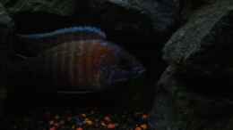 aquarium-von-marcel--my-world-of-malawi_Aulonocara Red Rubin Bock (Bild1)