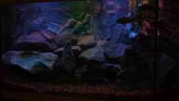 aquarium-von-marcel--my-world-of-malawi_Hauptbild des Aquariums mit Sonnenuntergang Simulation