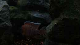aquarium-von-marcel--my-world-of-malawi_Aulonocara Red Rubin Bock (Bild2)