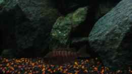 Aquarium einrichten mit Aulonocara Red Rubin Weibchen (Bild1)