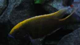 Aquarium einrichten mit Nimbochromis Venustus Bock (Bild1)
