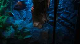 aquarium-von-marcel--my-world-of-malawi_Aquarium Perspektive (06.06.2012)