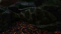 aquarium-von-marcel--my-world-of-malawi_Nimbochromis Venustus Weibchen (Bild1)