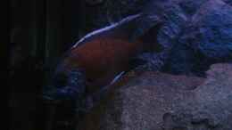 aquarium-von-marcel--my-world-of-malawi_Copadichromis Borleyi Kadango Red Fin Bock (Bild1)