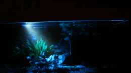 aquarium-von-minzi-es-war-einmal---_Becken mit Mondlicht