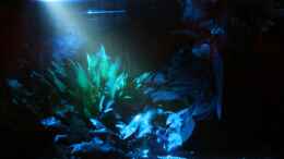 aquarium-von-minzi-es-war-einmal---_8 LED in einer Lampe - ein schöner Mondschein