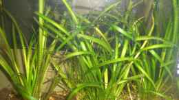 aquarium-von-tobias-ziemzek-becken-2279_Grassgewächse mit langen Blättern