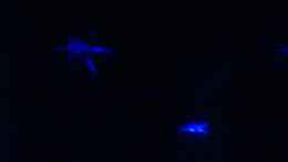 aquarium-von-tobias-ziemzek-becken-2279_Muschelblumen angeleuchtet vom Mondscheinlicht