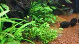 Aquarium einrichten mit Micranthemum umbrosum / Rundblättriges Perlenkraut