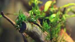 Aquarium einrichten mit Taxiphyllum sp. Flame Moss / Flammenmoos auf Wurzel