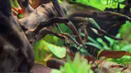 Aquarium einrichten mit Zebra Ohrgitterharnischwelse / Otocinclus cocama