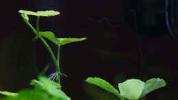 Foto mit Hydrocotyle leucocephala / Brasilianischer Wassernabel - 12-04-2012