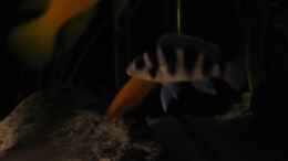 aquarium-von-haens84---lake-tanganjika--_Neolamprologus tretocephalus