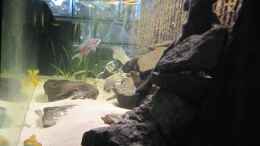 aquarium-von-haens84---lake-tanganjika--_Basalt,Wurzel und Strukturrückwand!!