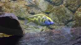 aquarium-von-sascha-g--malawimix_nimbochromis venustus bock