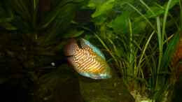 Aquarium einrichten mit Regenbogenfisch