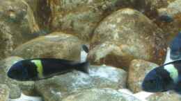 aquarium-von-maclya-tropheus-1--duboisi---nur-noch-als-beispiel_Zwischen den Steinen