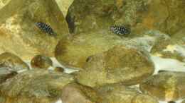 aquarium-von-maclya-tropheus-1--duboisi---nur-noch-als-beispiel_ kleine Dubis bereits ca. 6 Wochen alt