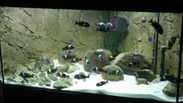 aquarium-von-maclya-tropheus-1--duboisi---nur-noch-als-beispiel_