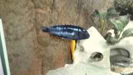aquarium-von-christian-p--becken-22832_melanchromis johanni männchen