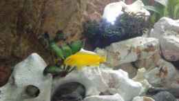 aquarium-von-christian-p--becken-22832_melanchromis johanni wb.