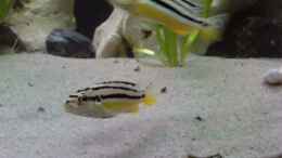 aquarium-von-christian-p--becken-22832_melanchromis auratus