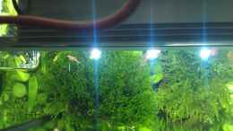 aquarium-von-el-hein-the-kitchen-tank_Chrystal Red im GR??N, beim Sonnenbad...