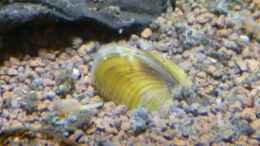 aquarium-von-garnelenhobby-garnelenhobby-de-20-liter_Körbchenmuscheln (Corbicula javanicus)