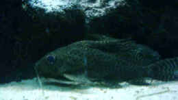 aquarium-von-torsten-hoeppner-becken-2287_Eifleck-Synodontis