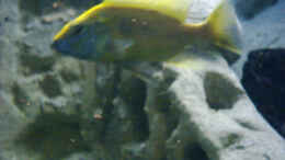 aquarium-von-torsten-hoeppner-becken-2287_Nimbochromis venustrus