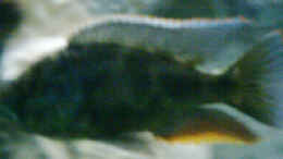 aquarium-von-torsten-hoeppner-becken-2287_Nimbochromis polystigma