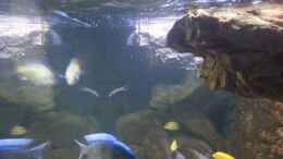 aquarium-von-vision-my-second-malawi-basin-existiert-nicht-mehr_