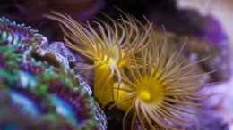 aquarium-von-starhopper-22-5-liter-eigenbau-nano_Gelbe und Grüne Krusten