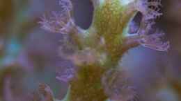 aquarium-von-starhopper-22-5-liter-eigenbau-nano_Sinularia