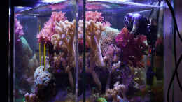 aquarium-von-starhopper-22-5-liter-eigenbau-nano_Stand 18.4.2012 Ansicht über die rechte Ecke