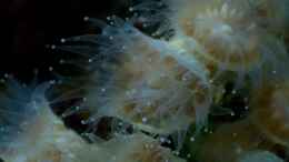 aquarium-von-starhopper-22-5-liter-eigenbau-nano_Caulastrea mintgrün offen
