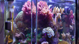 aquarium-von-starhopper-22-5-liter-eigenbau-nano_Stand 18.4.2012 Ansicht über die linke Seite