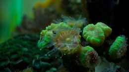 aquarium-von-starhopper-22-5-liter-eigenbau-nano_Caulastrea grün offen