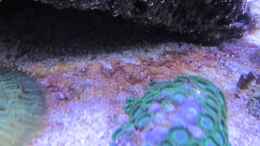 aquarium-von-starhopper-22-5-liter-eigenbau-nano_Cyanos ziehen sich zurück