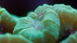 aquarium-von-starhopper-22-5-liter-eigenbau-nano_Caulastrea grün