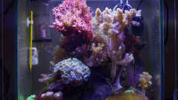 aquarium-von-starhopper-22-5-liter-eigenbau-nano_Stand 18.4.2012 Frontansicht