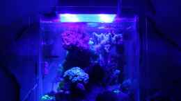 aquarium-von-starhopper-22-5-liter-eigenbau-nano_Blaue LED Phase