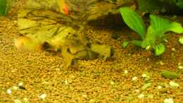 aquarium-von-life-amazonas-460l_Corydoras panda