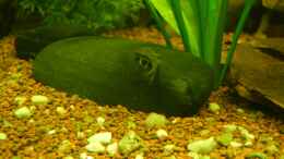 aquarium-von-life-amazonas-460l_Otocinclus affinis