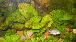 Aquarium einrichten mit Mikrogeophagus altispinosus