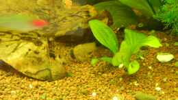 aquarium-von-life-amazonas-460l_Hemigrammus bleheri & Corydoras panda