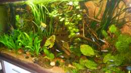 aquarium-von-life-amazonas-460l_12.07.2012