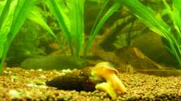 aquarium-von-life-amazonas-460l_Tylomelania sp. Orange