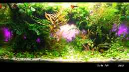 aquarium-von-fredo-fuss-prinzessin-lillyfish_Prinzessin Lillyfisch im Juni 2